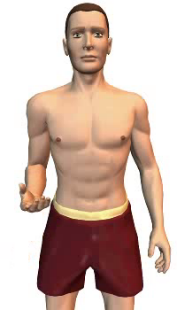 Slide 5 of the animation showing the flexion of the forearm at the elbow.
