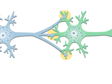 General Structure of a Neuron Synapse - Featured
