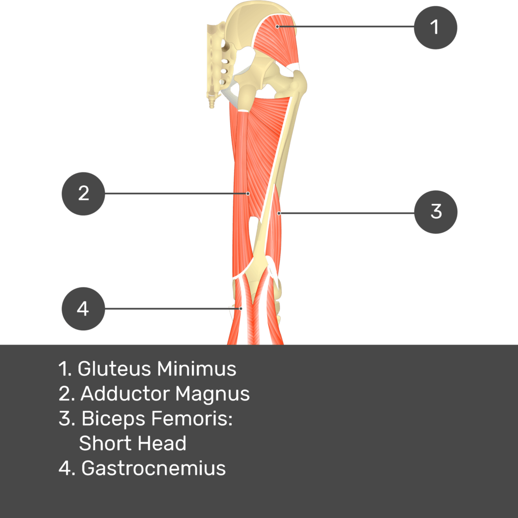 Test yourself image 12, posterior view of thigh and gluteal region. Muscles and structures labelled- gluteus minimus, adductor magnus, biceps femoris: short head, gastrocnemius.