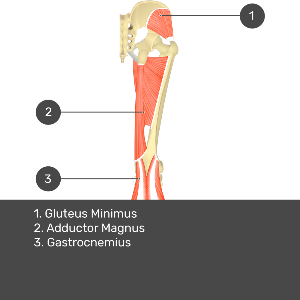 Test yourself image 13, posterior view of thigh and gluteal region. Muscles and structures labelled- gluteus minimus, adductor magnus, gastrocnemius.