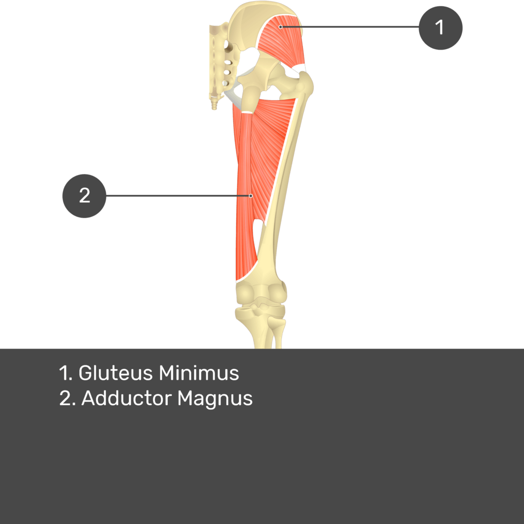 Test yourself image 14, posterior view of thigh and gluteal region. Muscles and structures labelled- gluteus minimus, adductor magnus.