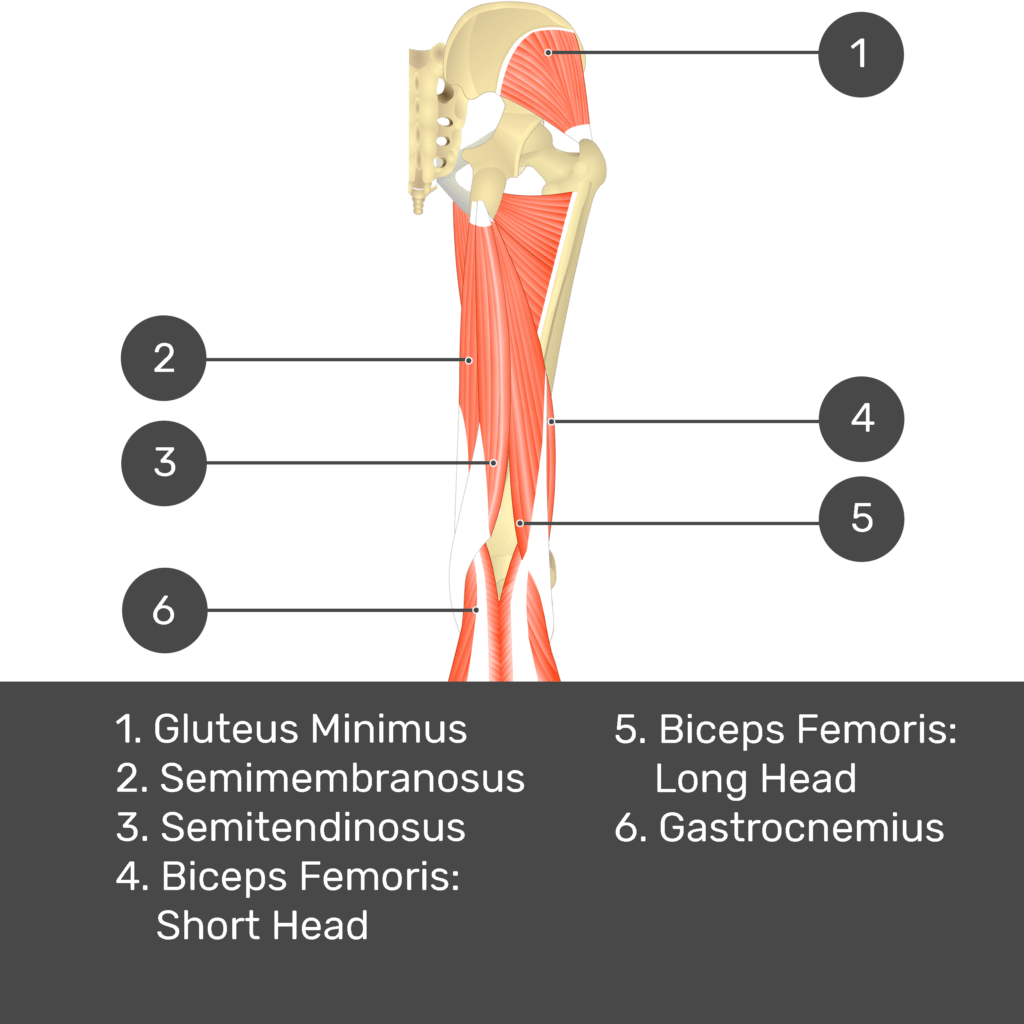 Test yourself image 9, posterior view of thigh and gluteal region. Muscles and structures labelled- gluteus minimus, semimembranosus, semitendinosus, biceps femoris: short head, biceps femoris: long head, gastrocnemius.