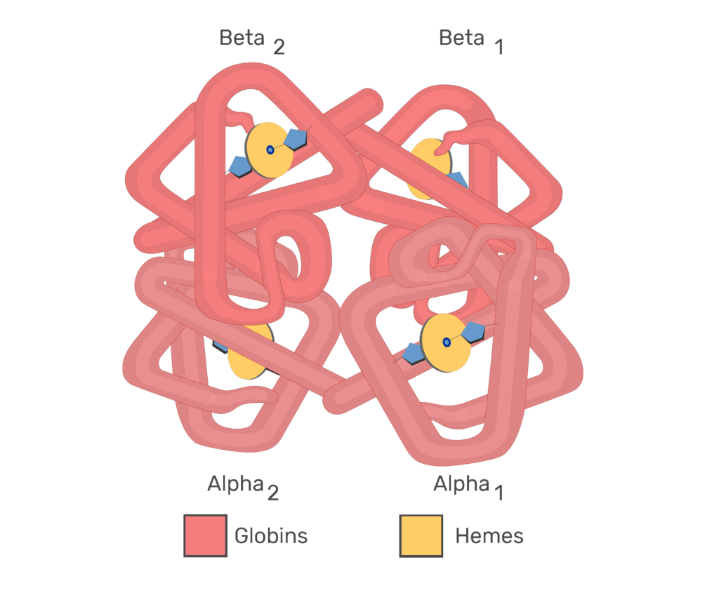 Hb molecules associating with O2 molecules animation slide 1