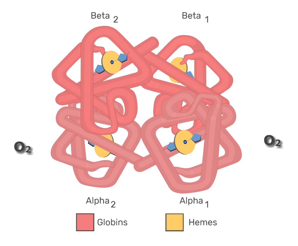 Hb molecules associating with O2 molecules animation slide 2