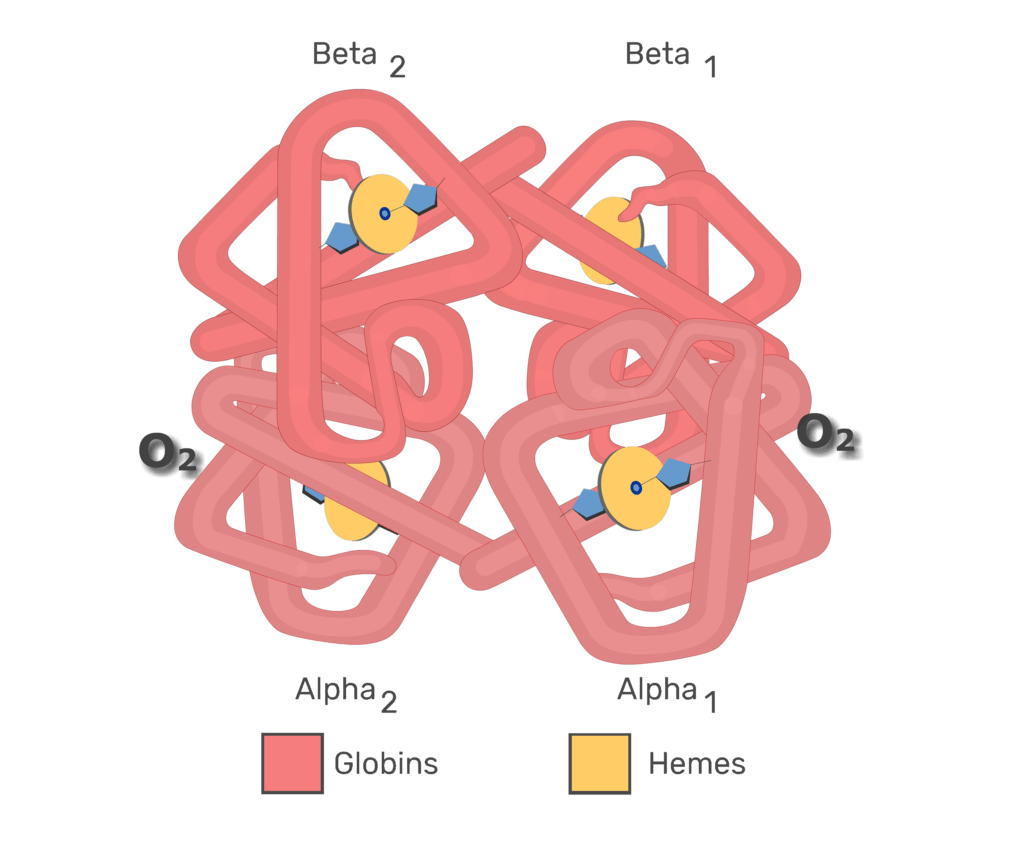 Hb molecules associating with O2 molecules animation slide 3