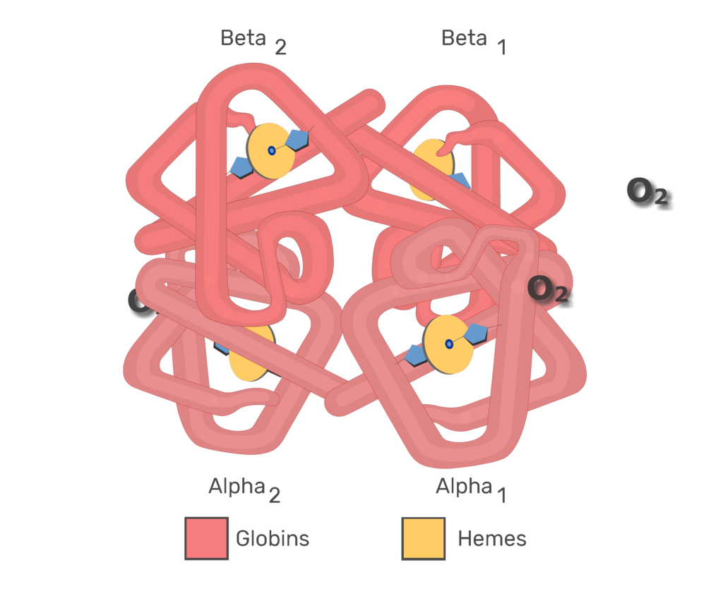 Hb molecules associating with O2 molecules animation slide 4