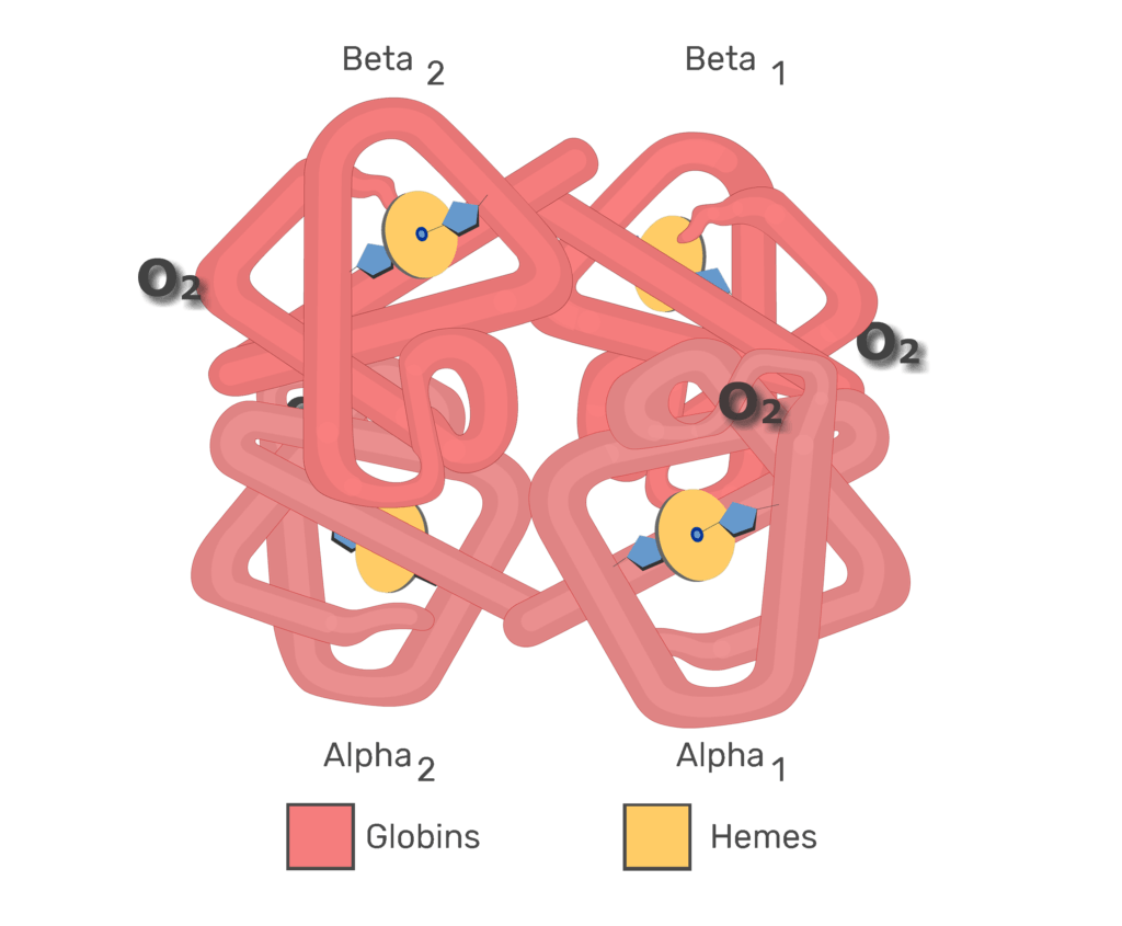 Hb molecules associating with O2 molecules animation slide 5