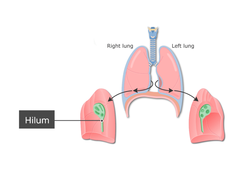 hilum of lung