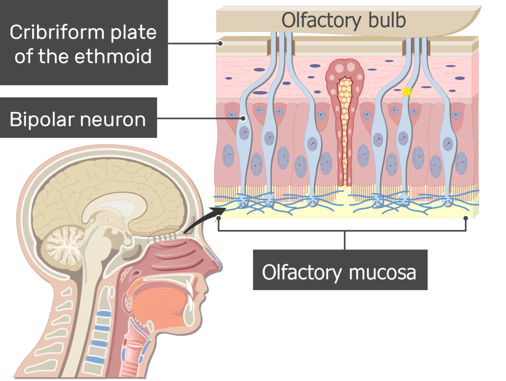 An image showing the impulses generation in the axons of the bipolar neuron after odorants drawning into the nasal cavity