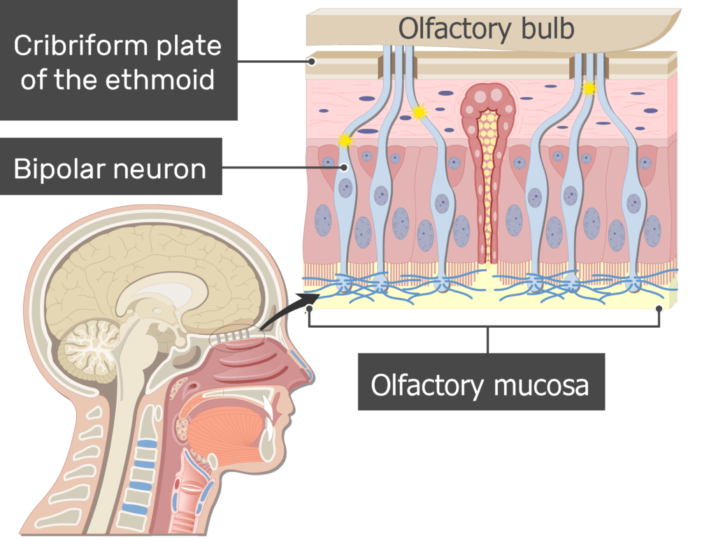 An image showing the impulses generation in the axons of the bipolar neuron after odorants drawning into the nasal cavity