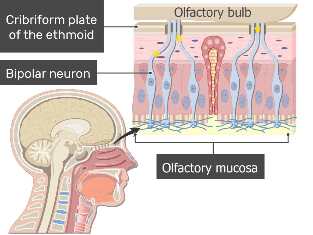 An image showing the impulses generation in the axons of the bipolar neuron after odorants drawning into the nasal cavity