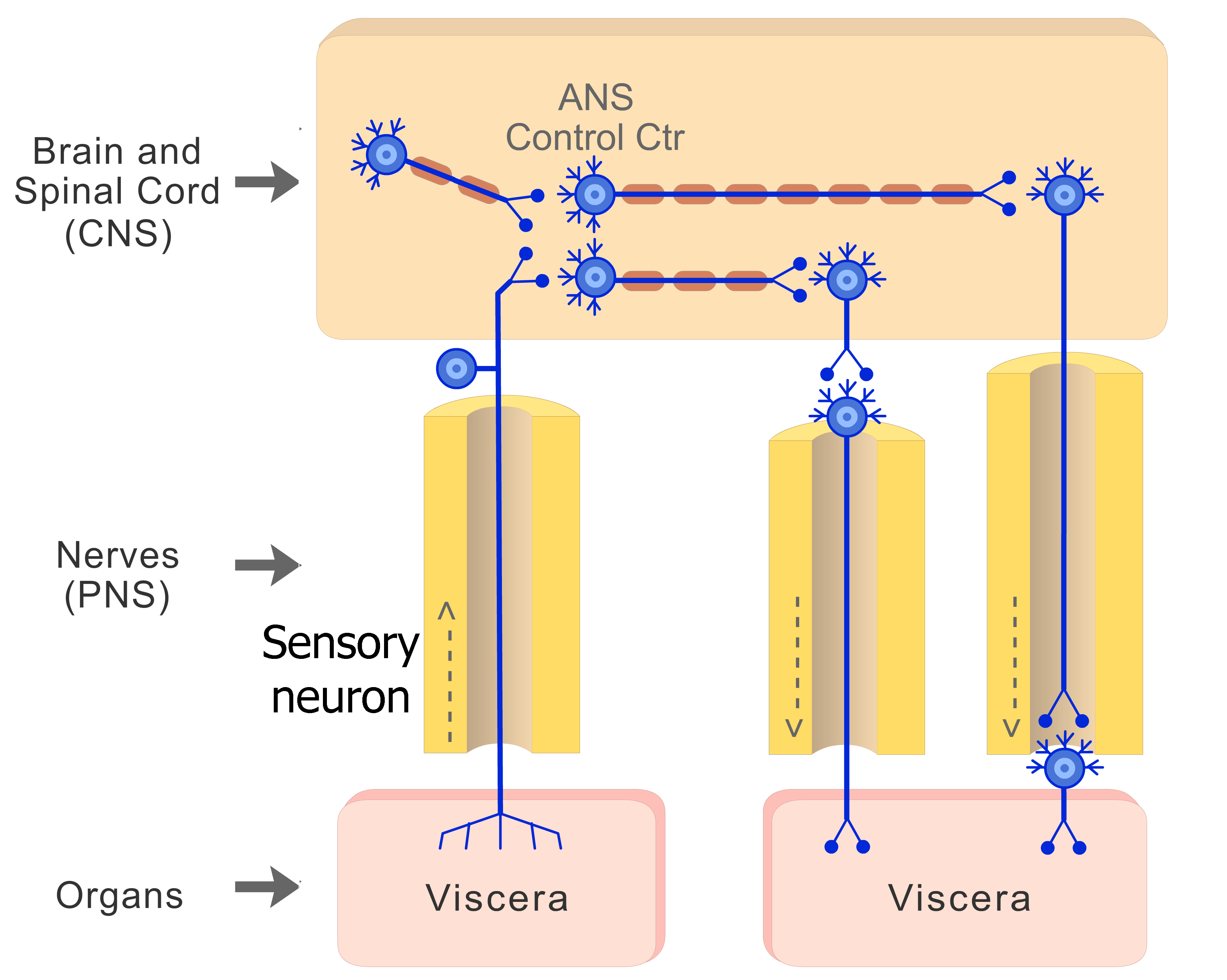 An image showing the stimulation in the viscera generating action potential which moves through sensory neuron (ANS) to reach the higher levels (CNS)