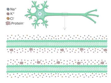 An image showing the cell membrane of an axon enlarged