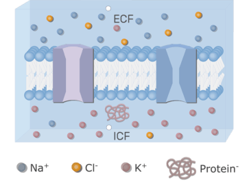 An image showing the neuron cell membrane in addition to ion channels (gated and leak) and the proteins inside