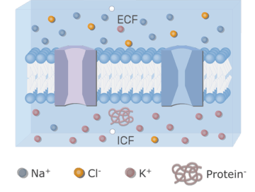 An image showing the neuron cell membrane in addition to ion channels (gated and leak) and the proteins inside