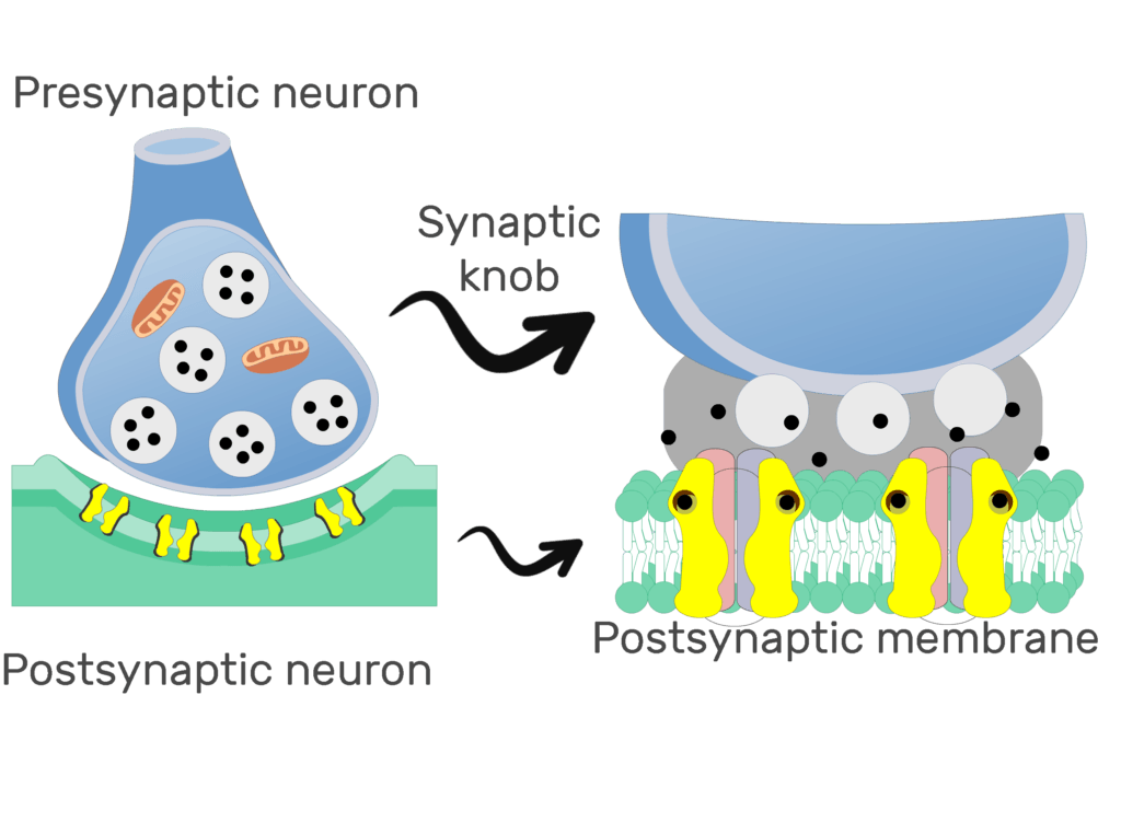 An image showing ion diffusion process through channels on the postsynaptic membrane
