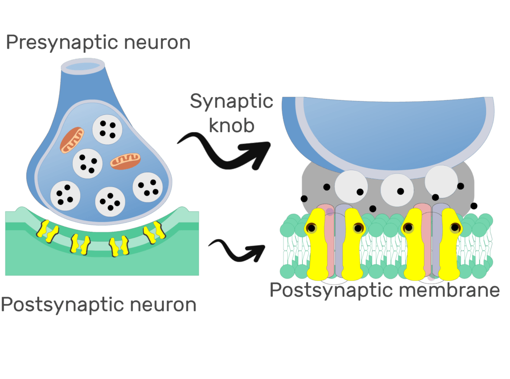 An image showing ion diffusion process through channels on the postsynaptic membrane