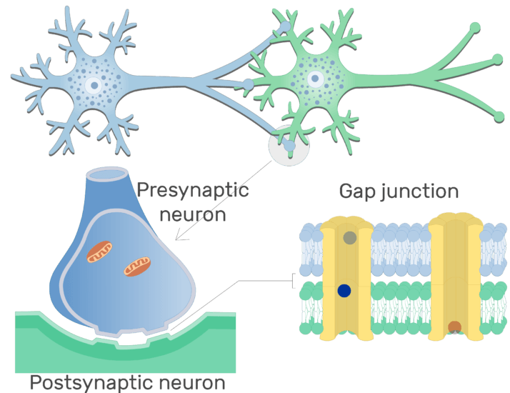 Electrical synapse structure and labeled diagram GetBodySmart