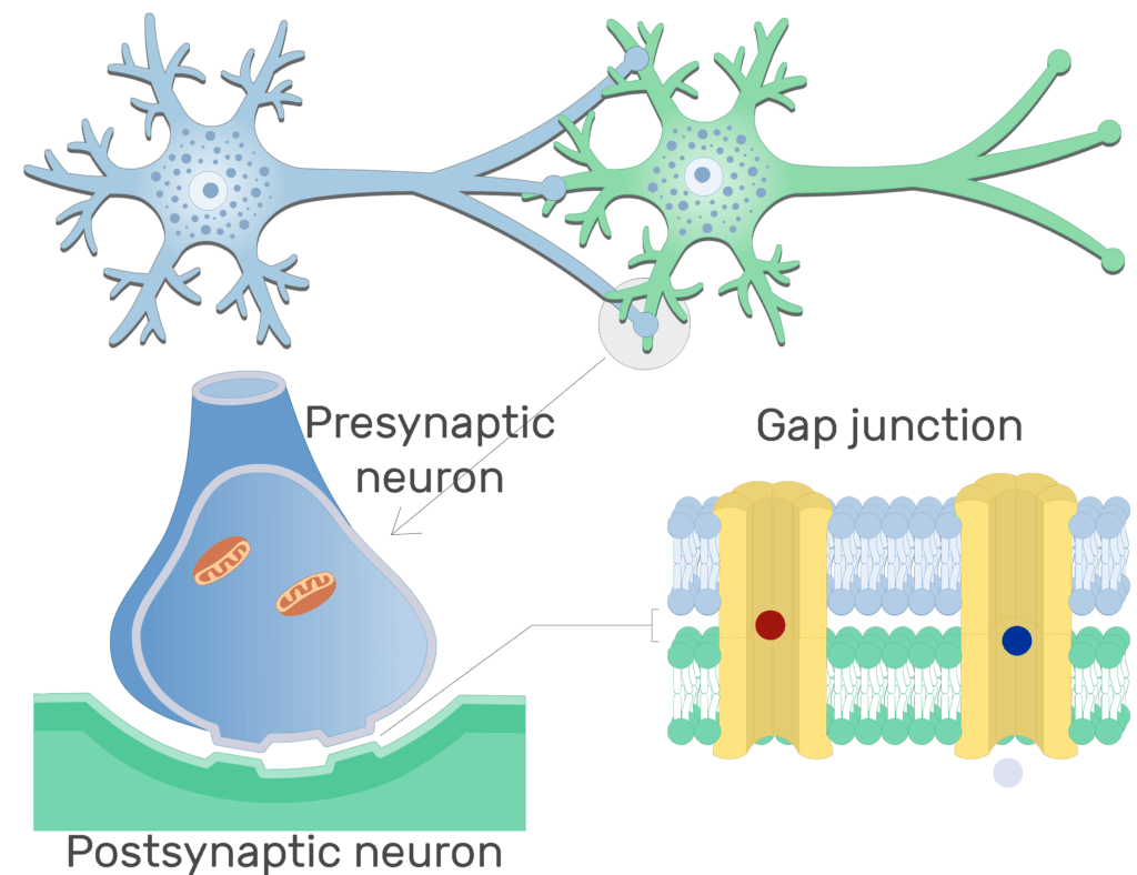 Electrical synapse structure and labeled diagram GetBodySmart