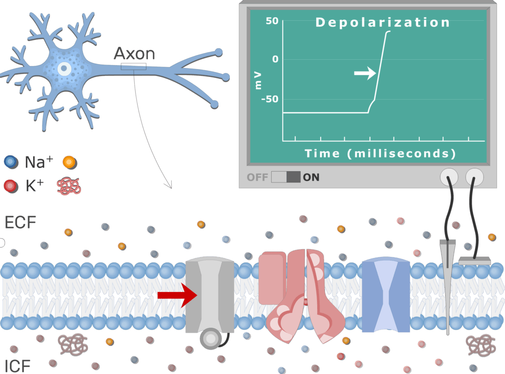 An image showing K voltage-gated channels opening process after Na+ channels closing, the neuron axon membrane is enlarged and contains different channels