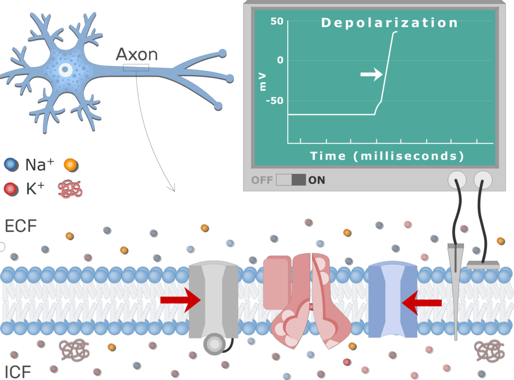 An image showing K voltage-gated channels opening process after Na+ channels closing, the neuron axon membrane is enlarged and contains different channels