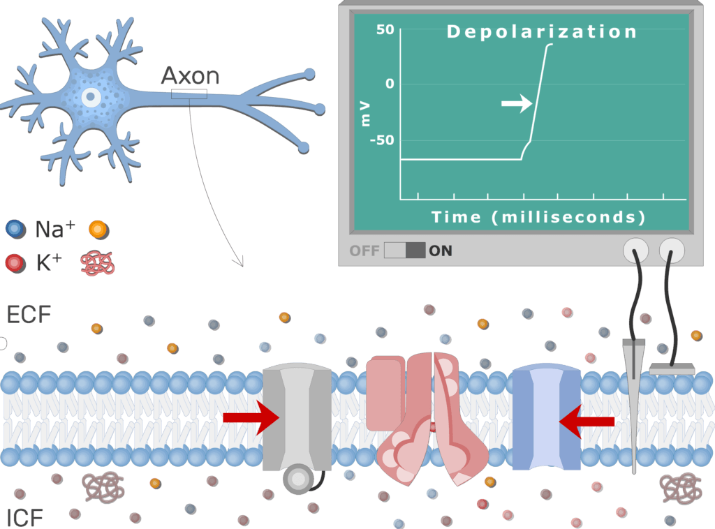 An image showing K voltage-gated channels opening process after Na+ channels closing, the neuron axon membrane is enlarged and contains different channels