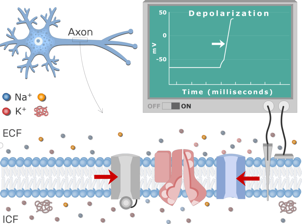 An image showing K+ ions diffusion after K voltage-gated channels opening, the neuron axon membrane is enlarged and contains different channels