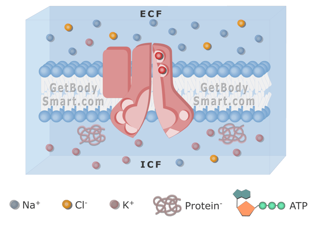 An image of cell membrane showing K ions release from the pump to the ICF