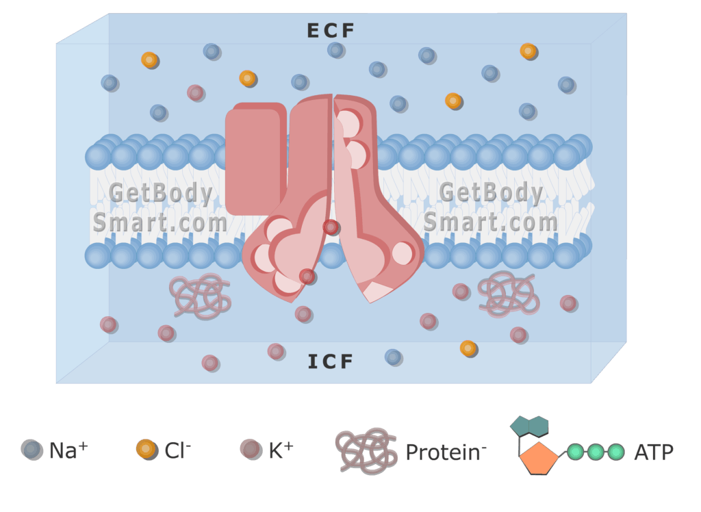 An image of cell membrane showing K ions release from the pump to the ICF