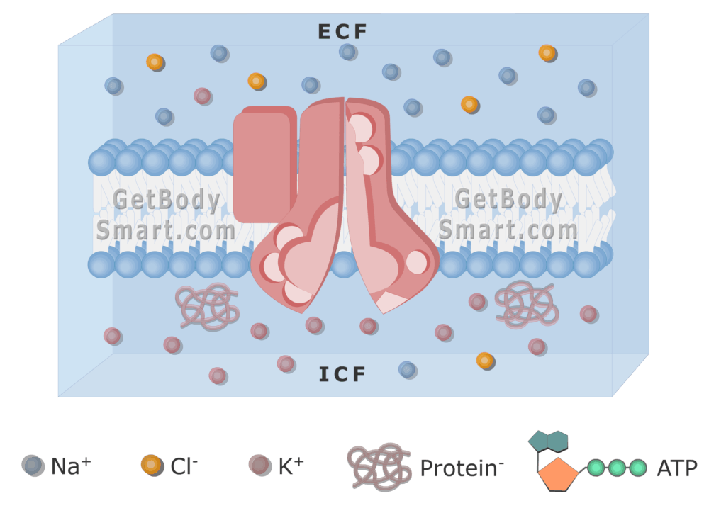 An image of cell membrane showing K ions release from the pump to the ICF