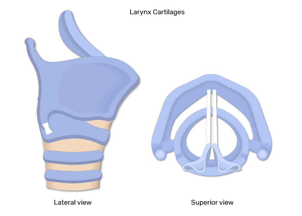 Extrinsic Muscles Of The Larynx Lateral View