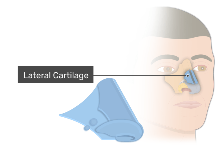 Supportive Cartilages and Bones of the Nose