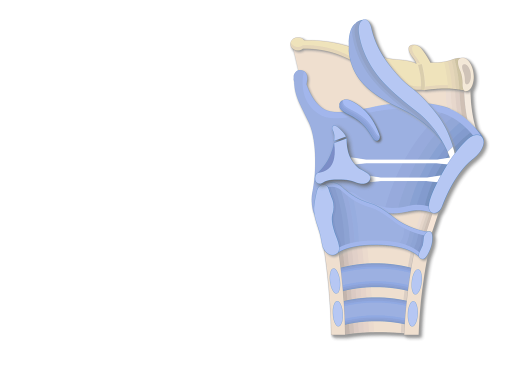 The lateral view of the larynx