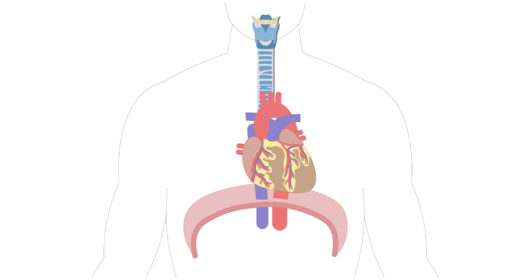 sternum location