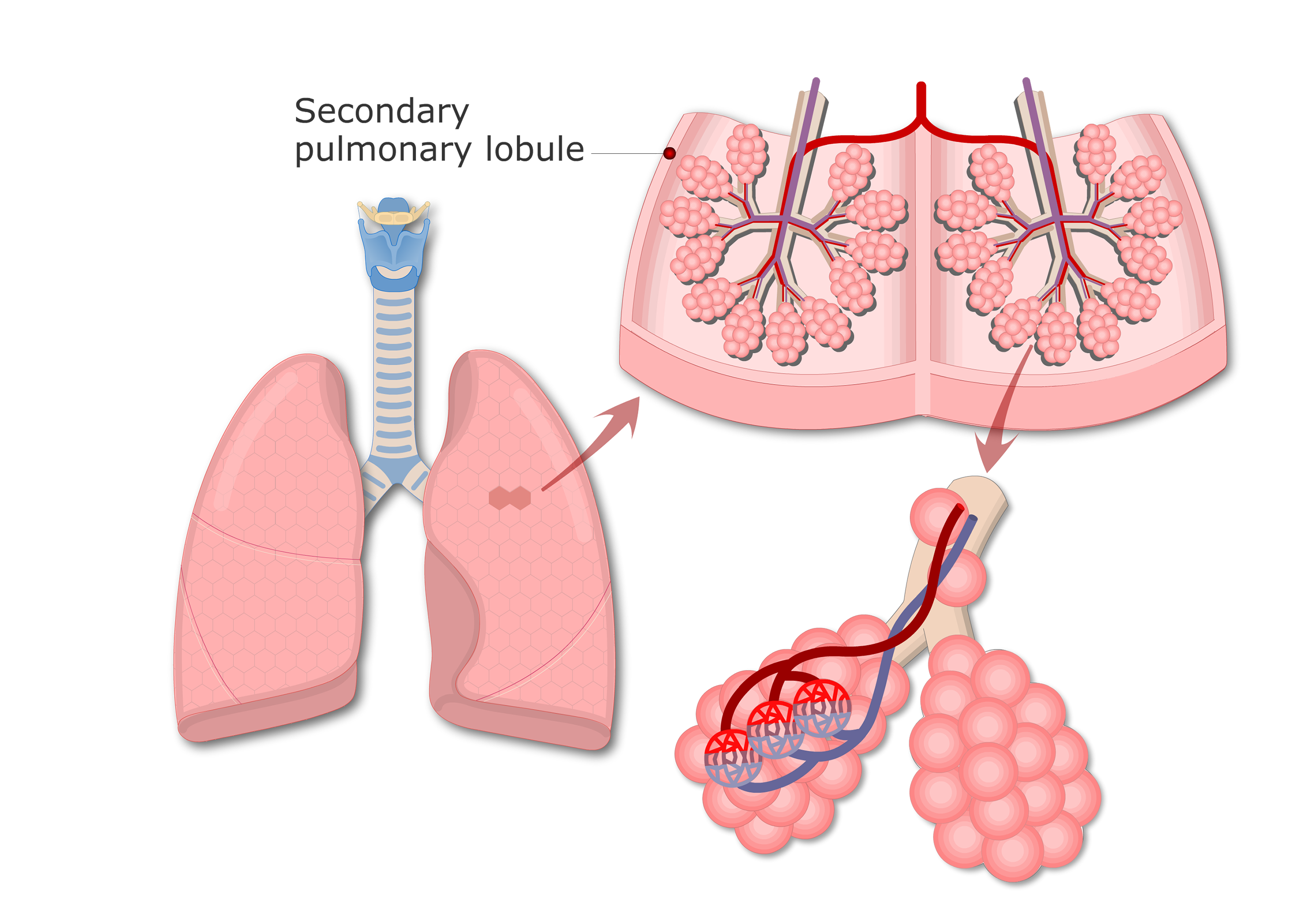 Lung Alveoli Location Of Alveolar Ducts And Alveolar Sacs