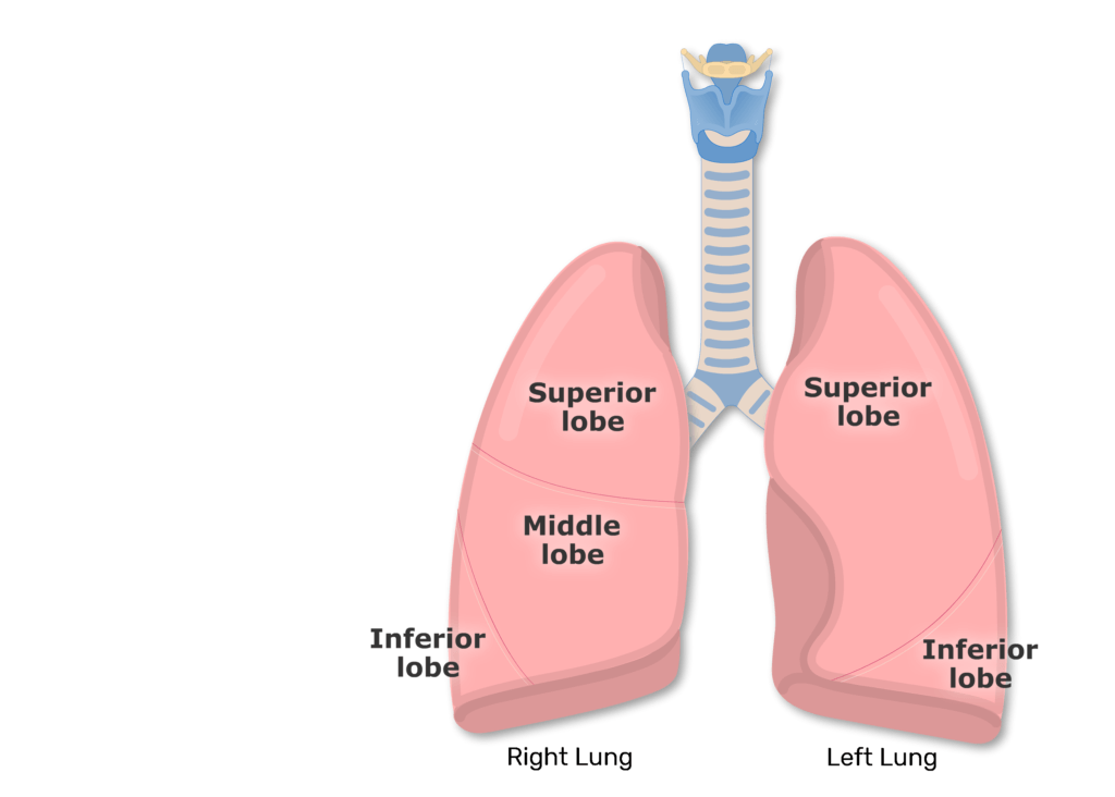 Bronchopulmonary Segments of the Lungs | Lung Segments | Tertiary Bronchi |  GetBodySmart