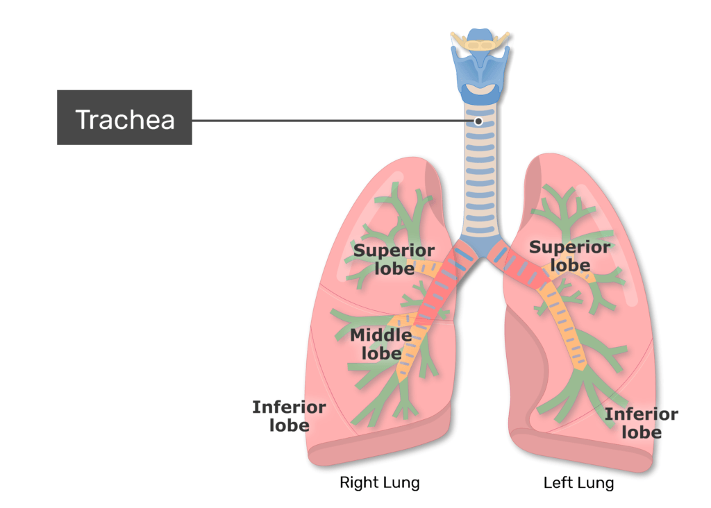 Differentiate Trachea And Bronchus at Kerry Conrad blog