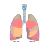 The segments of the lung are highlighted in the right and left lung