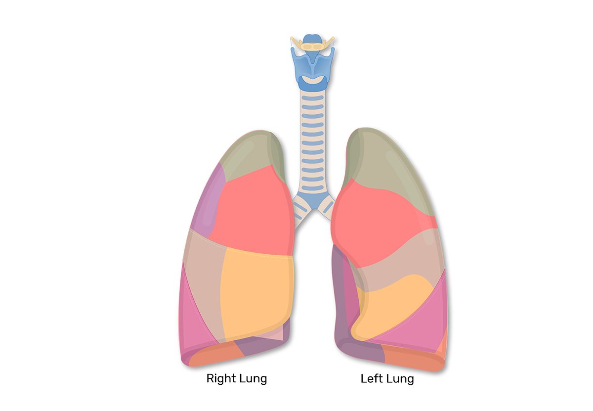 Bronchopulmonary Segments of the Lungs | Lung Segments | Tertiary Bronchi