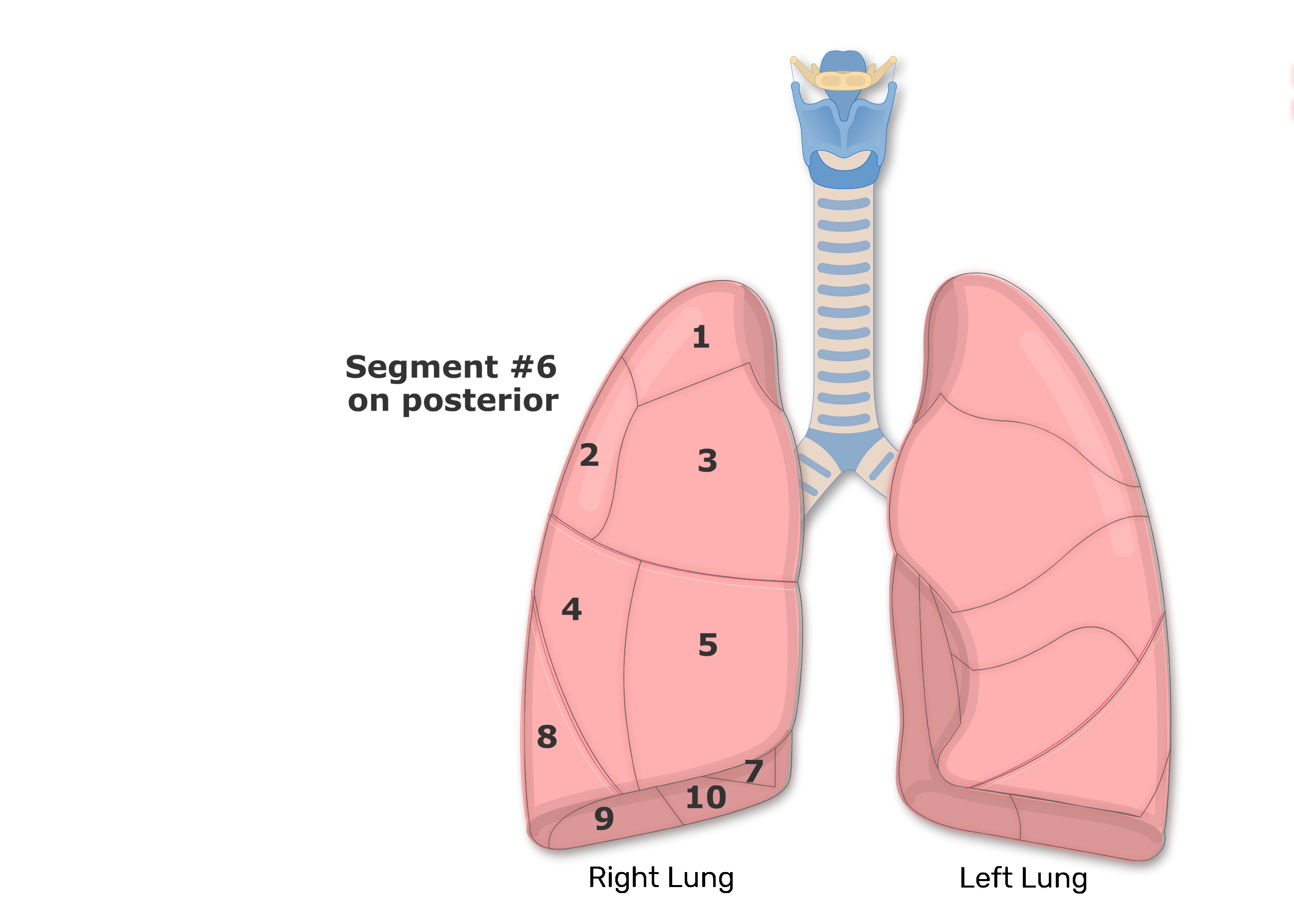 Bronchopulmonary Segments of the Lungs | Lung Segments | Tertiary Bronchi