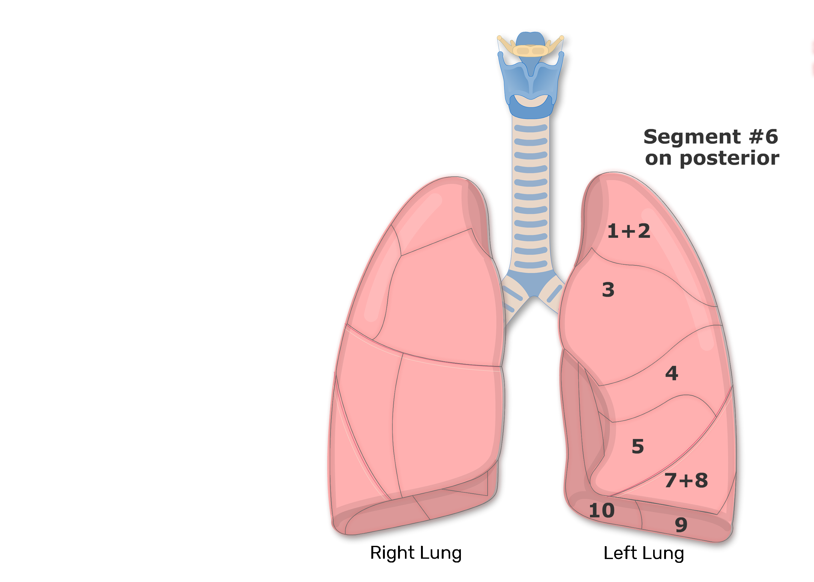 Lung segments