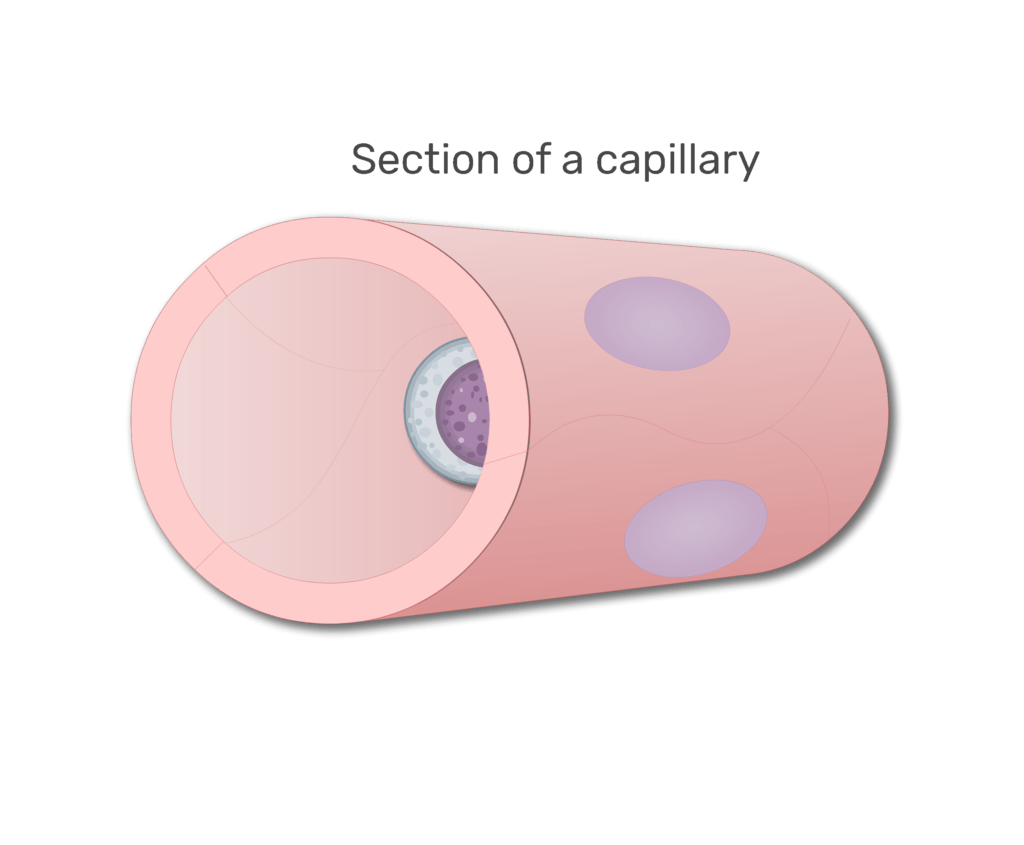 A lymphocytes in a section of capillary animation slide 2