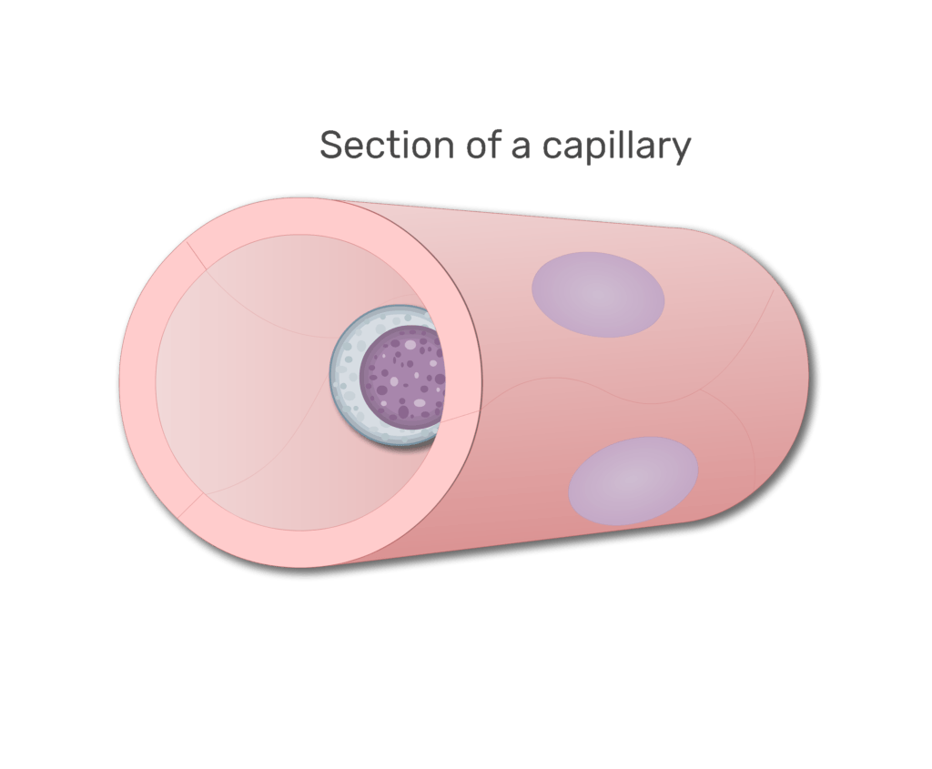 A lymphocytes in a section of capillary animation slide 3