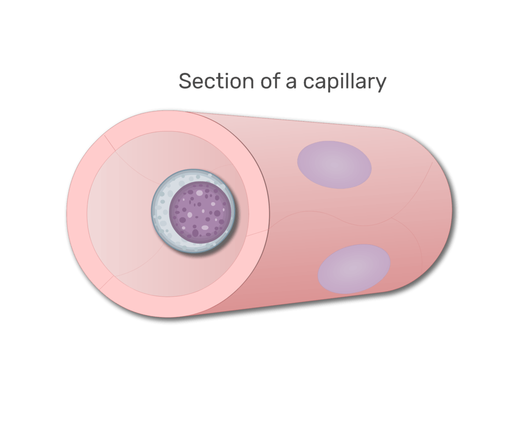 A lymphocytes in a section of capillary animation slide 5