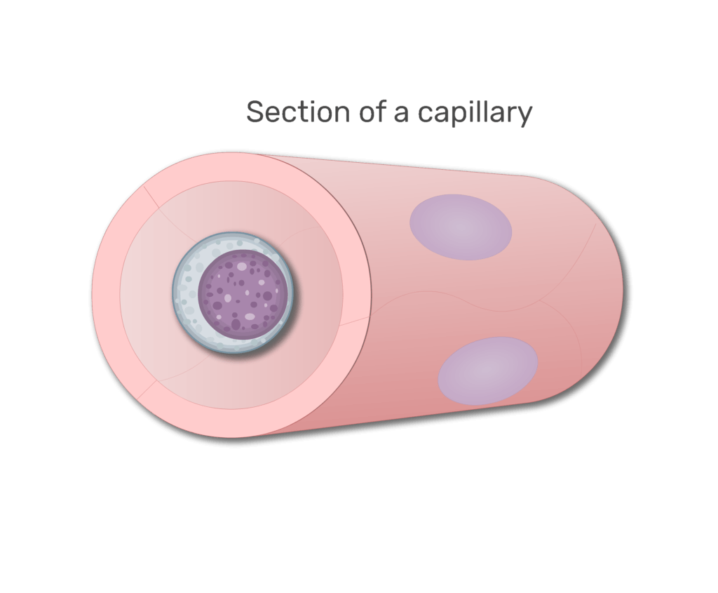 A lymphocytes in a section of capillary animation slide 6