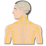 An illustration showing the central (brain and spinal cord) and peripheral nervous system