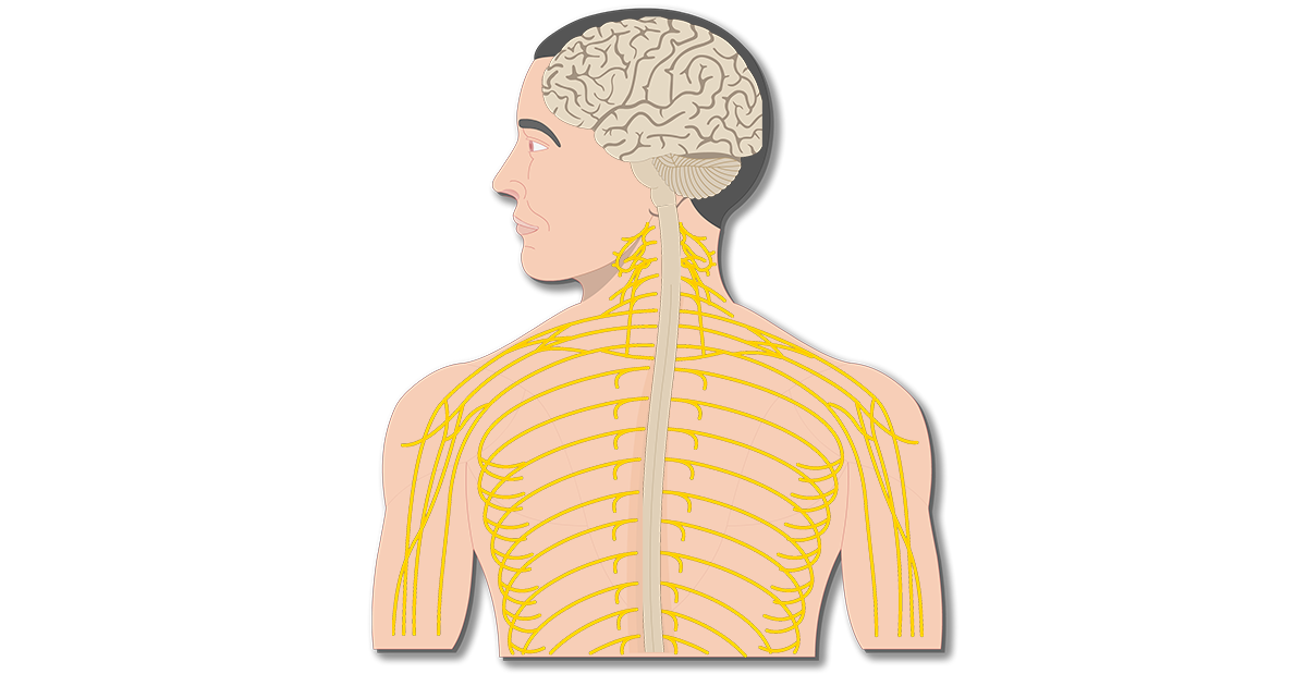 Major Organs and Divisions of the Nervous System