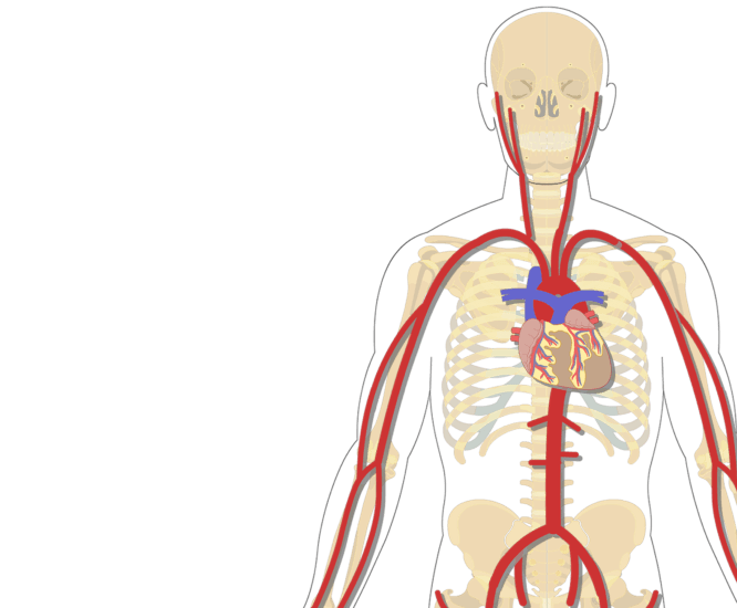 Major Systemic Arteries