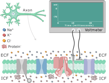 An image showing how to measure the resting membrane potential using voltmeter with 2 electrods