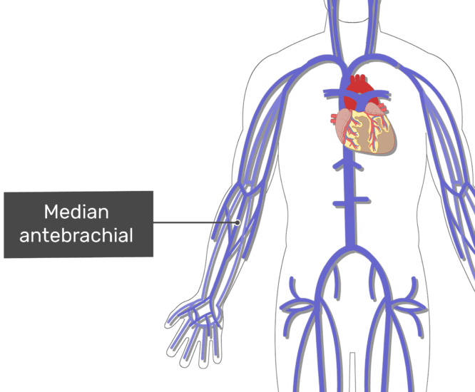 The Major Systemic Veins GetBodySmart